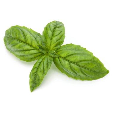 Beyaz arka planda izole edilmiş taze yeşil fesleğen yapraklarından yakın çekim. Tatlı Genovese fesleğeni.