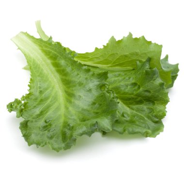 Stüdyo çekim taze yeşil hindiba salatası yaprak beyaz arka plan üzerinde izole kapatmak.