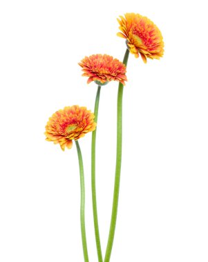 Beyaz zemin üzerinde izole edilmiş uzun saplı üç dikey turuncu gerbera çiçeği