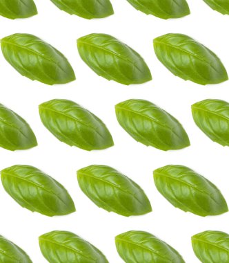 Tatlı fesleğen yaprakları beyaz arka planda izole edilmiş. Düz yerde, üst tarafta. Kusursuz desen.