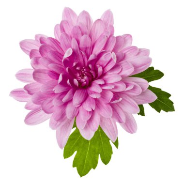 beyaz arka plan closeup izole yeşil yaprakları ile bir krizantem çiçek baş. Bahçe çiçeği, gölge yok, üst görünüm, düz yatıyordu.