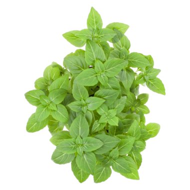 Taze Yunan fesleğen otlar buketi beyaz arka plan kesme izole. Üstten görünüm.