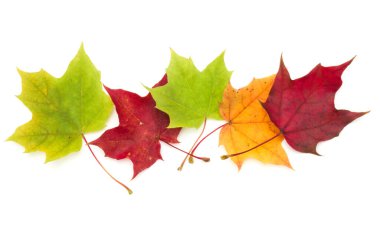 Beyaz arkaplanda izole edilmiş renkli sonbahar akçaağaç yaprağı