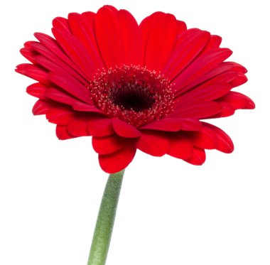 Beyaz arka plan üzerinde izole uzun saplı dikey kırmızı gerbera çiçeği