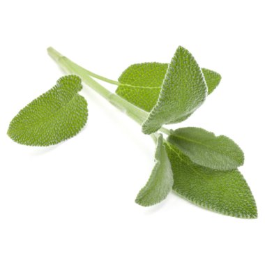 Beyaz arka plan kesme izole buket adaçayı bitki yaprakları.