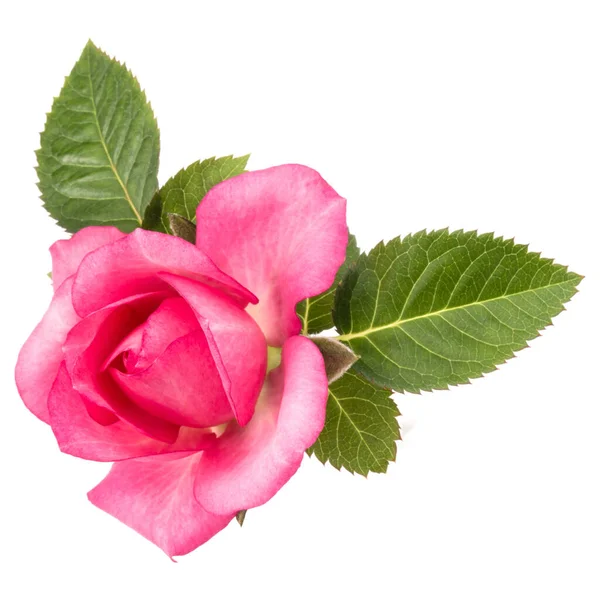 Eine Rosa Rosenblüte Mit Isolierten Blättern Auf Weißem Hintergrund — Stockfoto