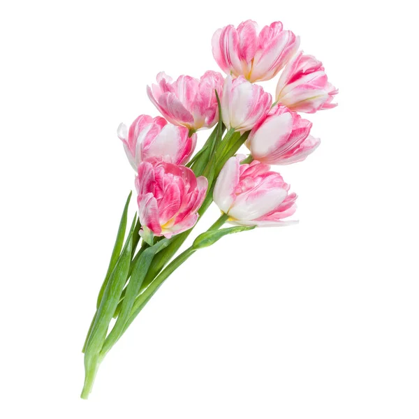 Bouquet Fiori Tulipani Rosa Primaverili Isolato Sfondo Bianco Primo Piano — Foto Stock