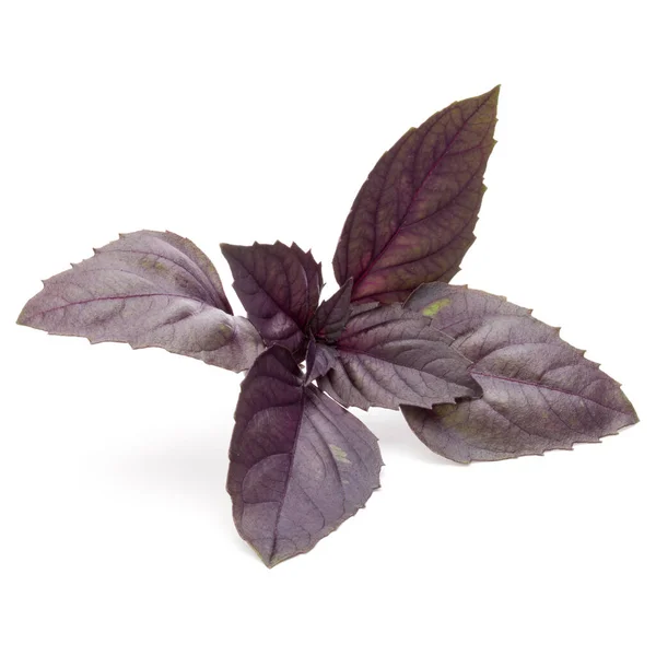 Закройте Студийный Снимок Свежими Листьями Красной Травы Белом Фоне Фиолетовый — стоковое фото