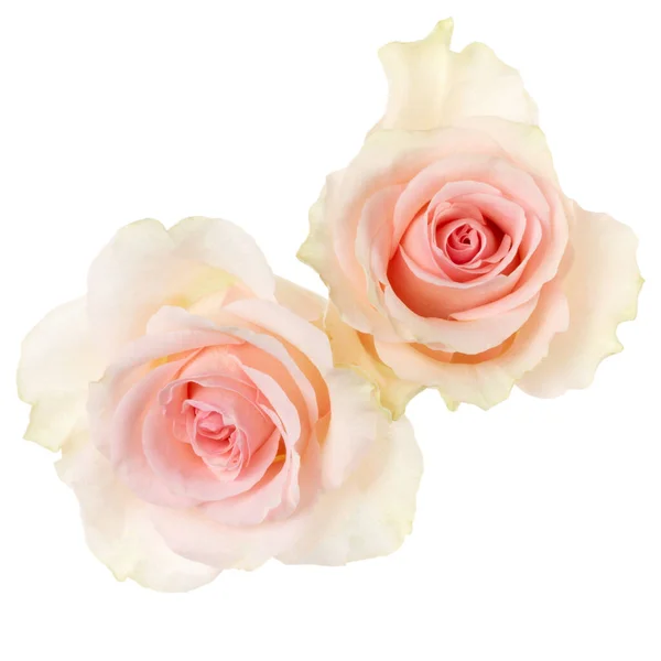 Due Rose Rosa Isolate Sfondo Bianco Primo Piano Mazzo Fiori — Foto Stock