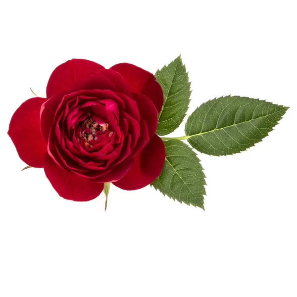 Eine Rote Rosenblüte Mit Isolierten Blättern Auf Weißem Hintergrund — Stockfoto
