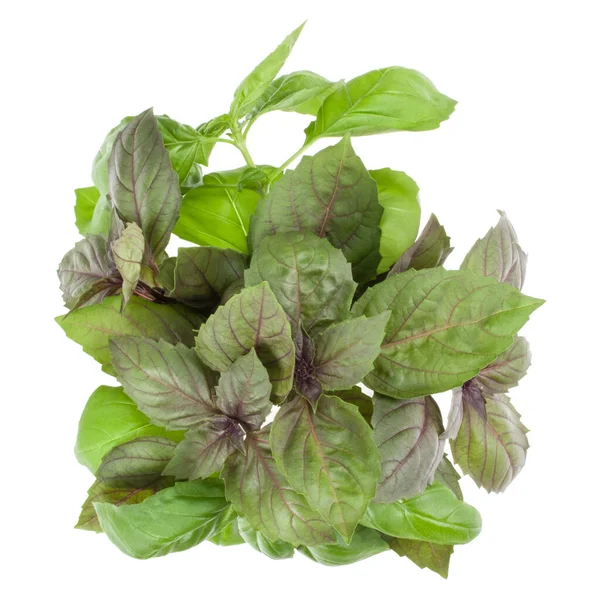 Varieties Basil Bouquet Isolated White Background Cutout Top View — Stock Photo, Image