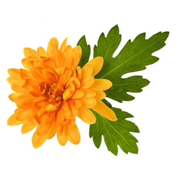 Eine Chrysanthemen Blütenkopf Mit Grünen Blättern Isoliert Auf Weißem Hintergrund — Stockfoto