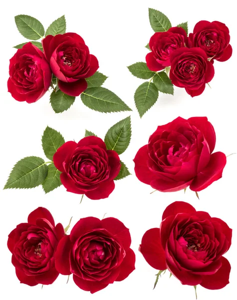 Colección Rosas Rojas Aisladas Sobre Fondo Blanco Conjunto Ramo Diferente — Foto de Stock