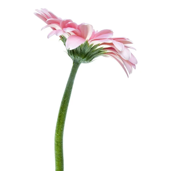 Bunga Gerbera Merah Muda Vertikal Dengan Batang Panjang Terisolasi Atas — Stok Foto