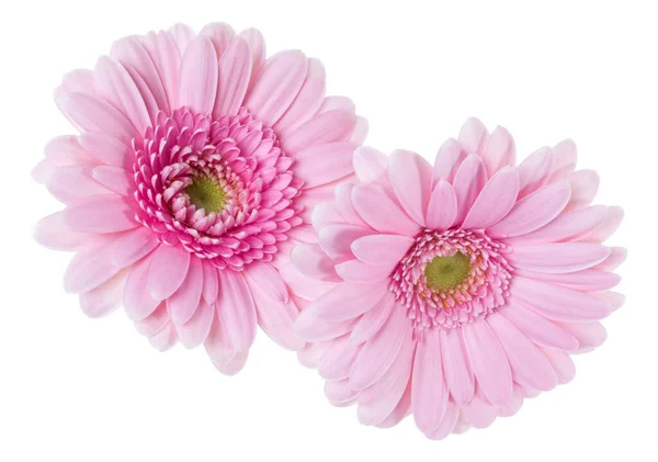 Buquê Duas Flores Tulipas Rosa Isolado Fundo Branco Closeup Flores — Fotografia de Stock