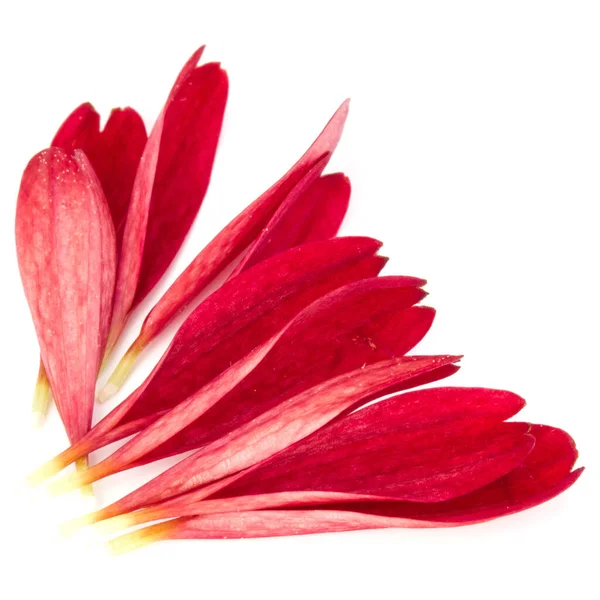Petali Fiori Crisantemo Rosso Isolati Sfondo Bianco — Foto Stock