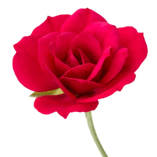 Jedna Červená Růže Květu Izolovaných Bílém Pozadí Vystřižení — Stock fotografie