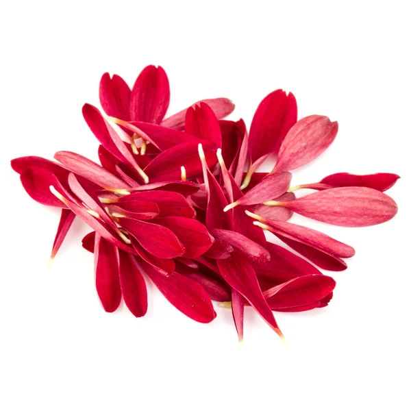 Rode Chrysant Bloemblaadjes Geïsoleerd Witte Achtergrond — Stockfoto