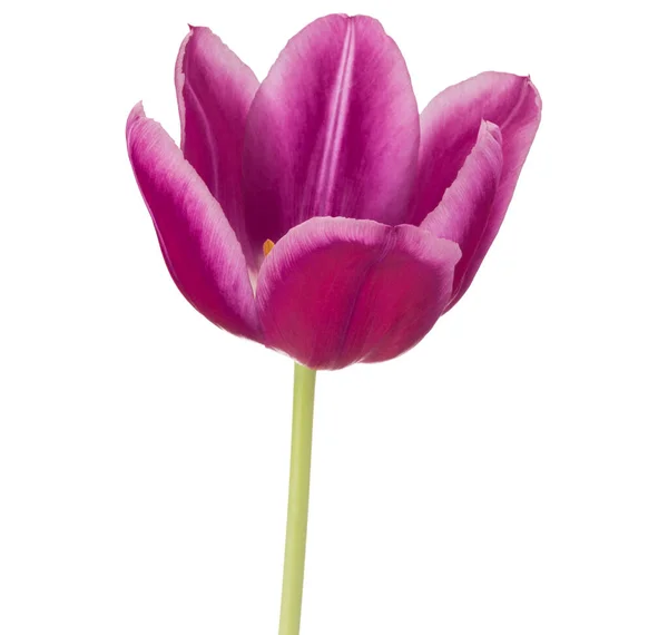 Testa Fiore Tulipano Lilla Isolato Sfondo Bianco — Foto Stock