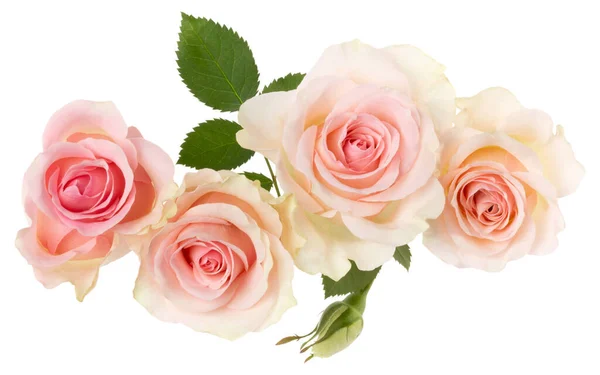 白い背景のクローズアップに隔離されたピンクのバラ 影なしで 空気中のバラの花の花束 トップビュー フラットレイ — ストック写真