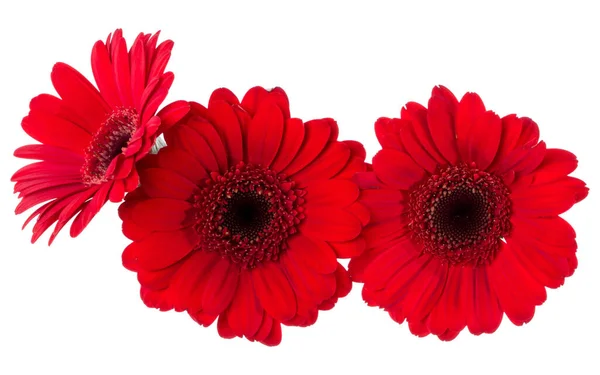 Tři Rudé Květy Gerbera Jsou Izolovány Bílém Pozadí Gerbera Vzduchu — Stock fotografie