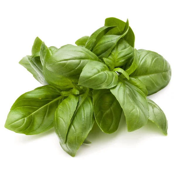 Sweet Basil Herb Leaves Bunch Isolated White Background — Stock Photo, Image