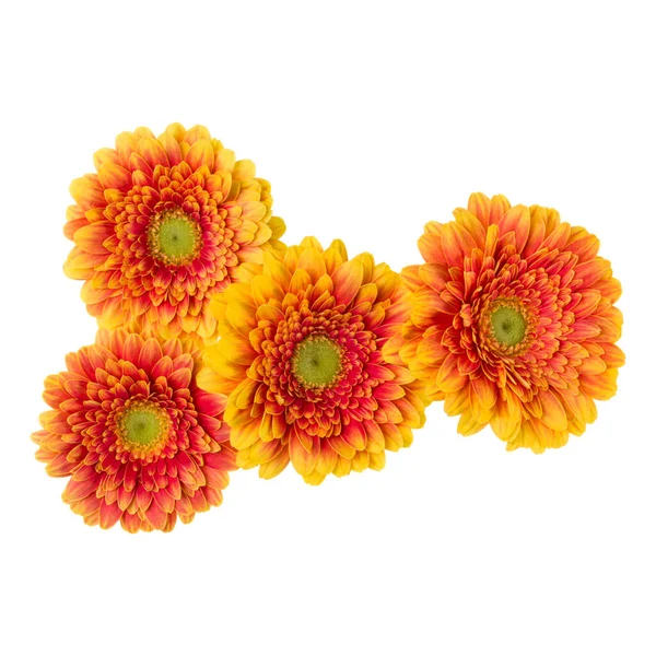 Μπουκέτο Πορτοκαλί Κεφαλές Λουλουδιών Ζέρμπερα Που Απομονώνονται Λευκό Φόντο Λουλούδια — Φωτογραφία Αρχείου