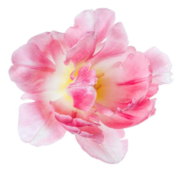 Spring Pink Tulip Flower Head Isolated White Background Closeup Tulip — Stock Photo, Image