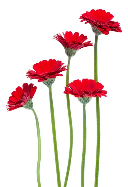 Вертикальные Красные Цветки Герберы Длинным Стеблем Изолированным Белом Фоне Весенний — стоковое фото