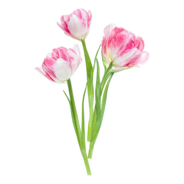Ramo Tres Flores Tulipanes Rosados Primaverales Aisladas Sobre Fondo Blanco —  Fotos de Stock
