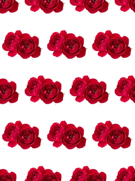 Røde Rosenblomst Isoleret Hvid Baggrund Udskæring Blomster Sømløse Mønster - Stock-foto