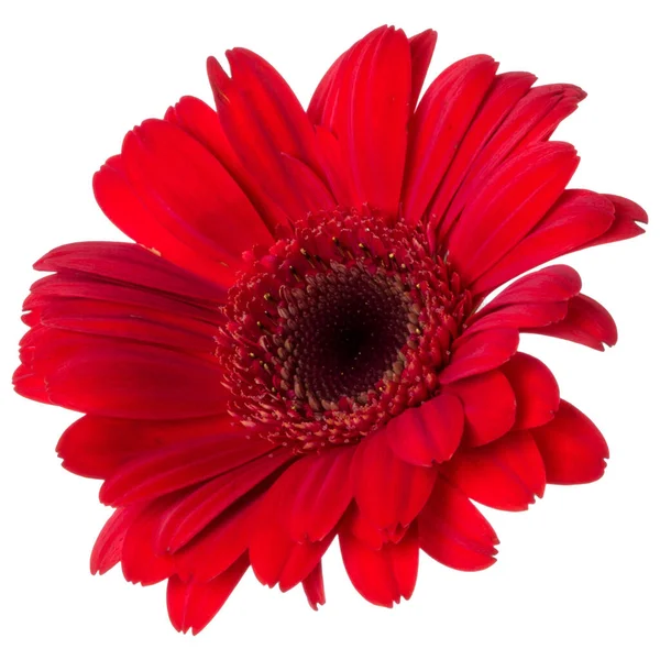 Cabeça Flor Gerbera Vermelho Isolado Fundo Branco Closeup Gerbera Sem — Fotografia de Stock