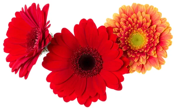 Três Cabeças Flores Gerbera Laranja Vermelha Isoladas Fundo Branco Close — Fotografia de Stock
