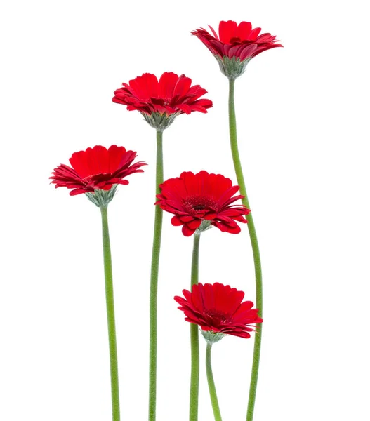 Verticale Rode Gerbera Bloemen Met Lange Steel Geïsoleerd Witte Achtergrond — Stockfoto