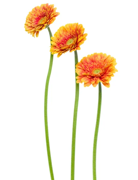 Drei Vertikale Gerbera Blüten Mit Langem Stiel Isoliert Auf Weißem — Stockfoto