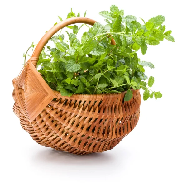 Beyaz arka planda izole edilmiş taze naneli hasır sepeti.