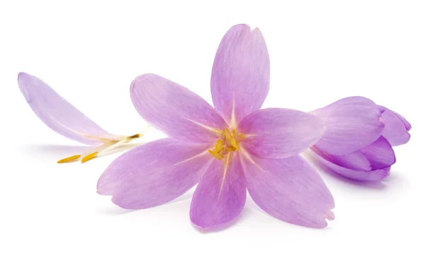 Lila Crocus Blommor Isolerad Vit Bakgrund — Stockfoto
