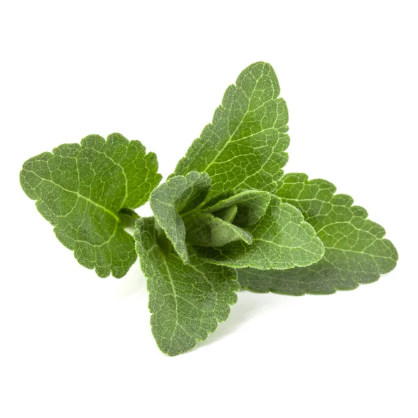 Stevia Φύλλα Κομμάτια Λευκό Φόντο Κομμένες Απομονωμένες — Φωτογραφία Αρχείου