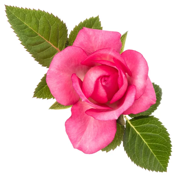Eine Rosa Rosenblüte Mit Isolierten Blättern Auf Weißem Hintergrund — Stockfoto