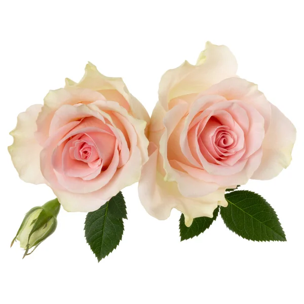 Duas Rosas Rosa Isoladas Fundo Branco Closeup Buquê Flor Rosa — Fotografia de Stock