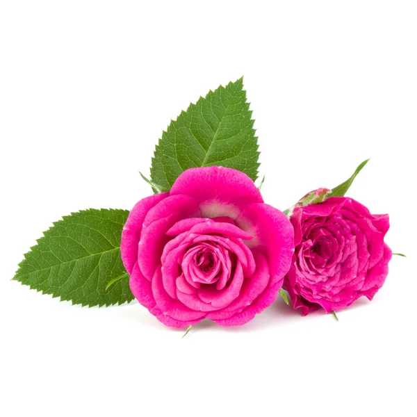 Bouquet Fleurs Rose Isolé Sur Fond Blanc Découpe — Photo