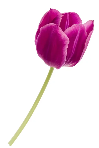 Uma Flor Tulipa Lilás Isolada Recorte Fundo Branco — Fotografia de Stock
