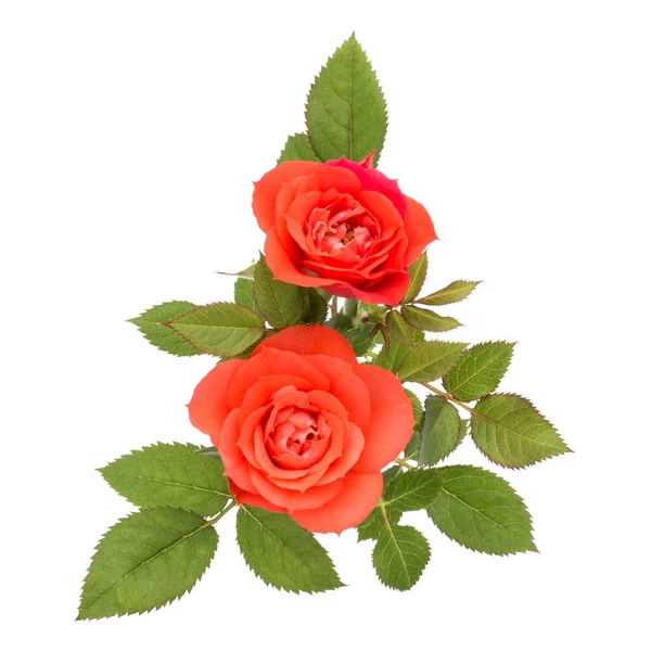 Orange Rose Flower Bouquet Green Leaves Isolated White Background Cutout — Stock Photo, Image