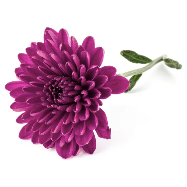 Flieder Chrysanthemen Blume Isoliert Auf Weißem Hintergrund — Stockfoto