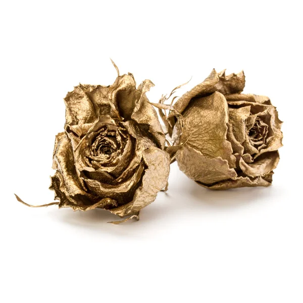 Duas Rosas Douradas Isoladas Recorte Fundo Branco Cabeças Flores Secas — Fotografia de Stock