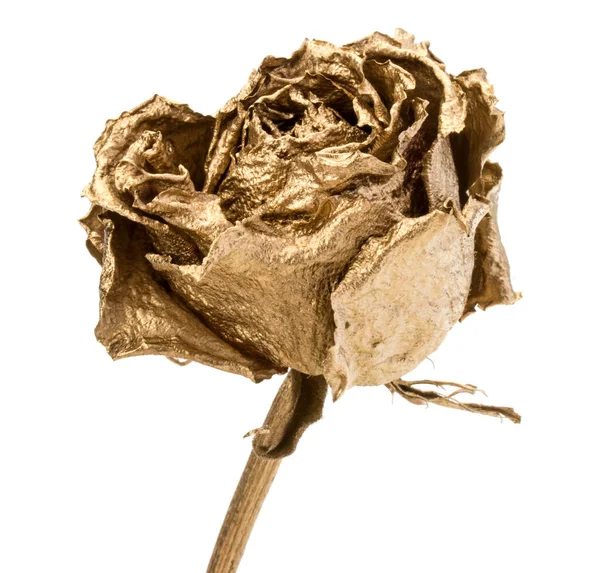 Одна Золота Троянда Ізольована Білому Тлі Золота Сушена Квіткова Голова — стокове фото