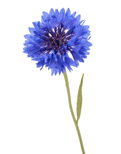 Azul Cornflower Herb Solteiro Botão Flor Cabeça Isolada Fundo Branco — Fotografia de Stock