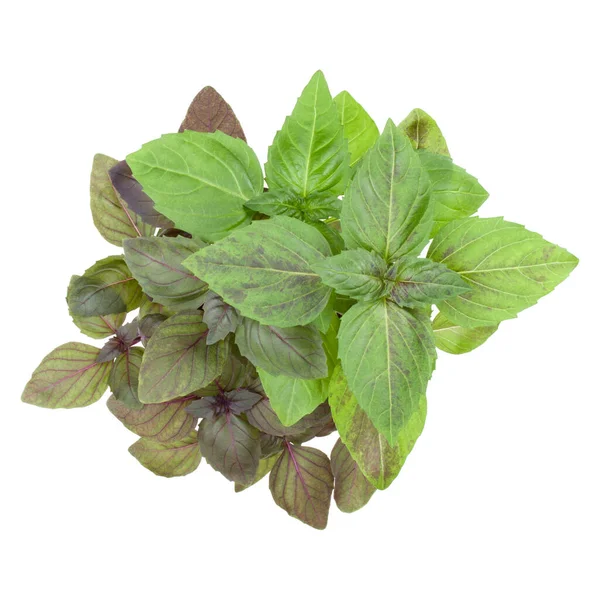 Fresh Sweetl Basil Bouquet Isolated White Background Cutout Top View — Stock Photo, Image