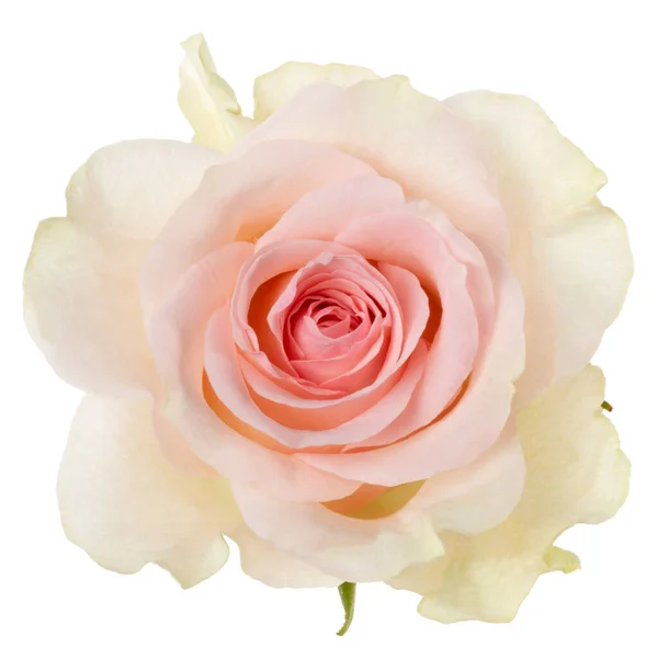 Pink Rose Isolated White Background Closeup Rose Flower Head Air — Stock Photo, Image