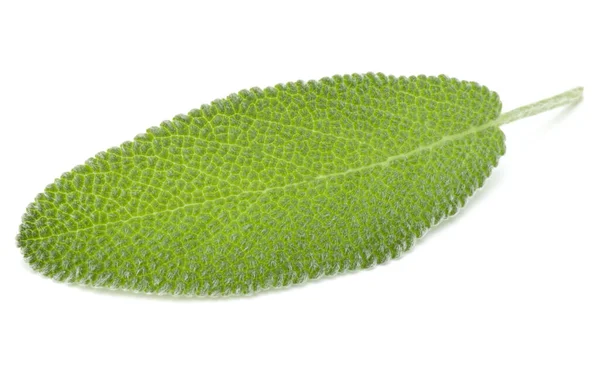 Sage Leaves Isolated White Background Cutout — Stock Photo, Image